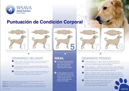 condicion-corporal-perros-WSAVA