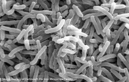 ¿Cuál es el microbio más abundante del planeta Tierra?