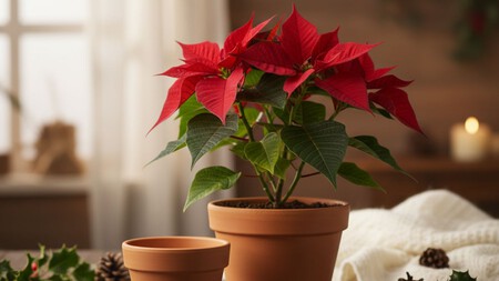 Cambia tu Nochebuena de maceta sin dañarla: solo necesitas estos 5 pasos
