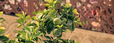 Tu limonero puede crecer sin dar limones: las dos claves que debes revisar para que produzca frutos