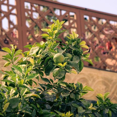 Los expertos en jardinería coinciden sobre el limonero: "Luz y riego son básicos para que produzca frutos"