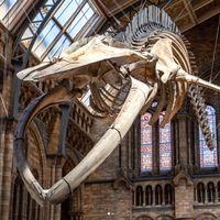 "Hope", la colosal ballena azul que dará la bienvenida en el Museo de Historia Natural de Londres