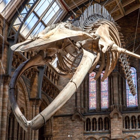 "Hope", la colosal ballena azul que dará la bienvenida en el Museo de Historia Natural de Londres
