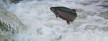 Los científicos se han dado cuenta de que los salmones nadan más y no paran quietos. La culpa es de la cocaína