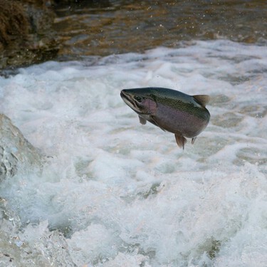 Los científicos se han dado cuenta de que los salmones se están comportando de una manera extraña. La culpa es de la cocaína 