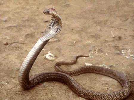 Cobra filipina