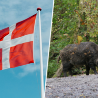 Dinamarca tiene la solución para el problema de la peste porcina: exterminar a todos y cada uno de los cerdos salvajes del país