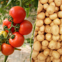 Llevamos años obsesionados con mejorar los tomates y las patatas. Y en el camino hemos descubierto algo fascinante