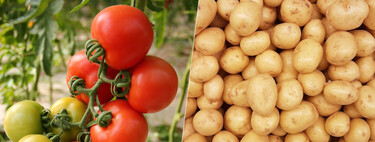 Un tomate y una patata parecen dos cosas muy distintas. La ciencia acaba de descubrir lo contrario