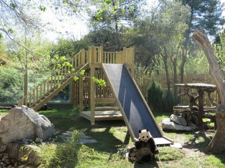La cría de oso panda gigante de Zoo Aquarium Xing Bao sale a pasear a la pradera