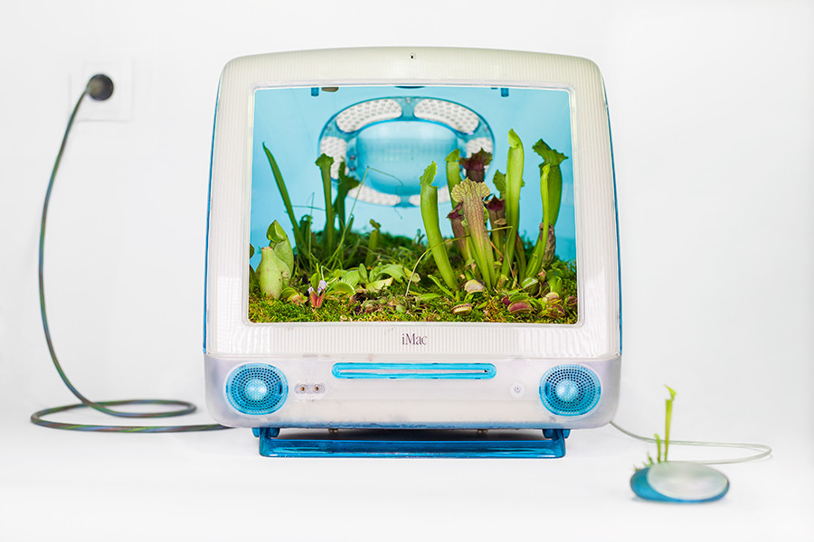 Plant Your Mac Carnivor Monsieur Plant 2016 5