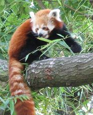 El panda rojo