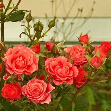 Cómo lograr que tus rosales exploten de flores este verano, con este ingrediente de cocina