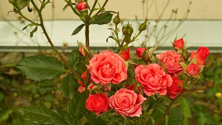 Cómo lograr que tus rosales exploten de flores este verano, con este ingrediente de cocina