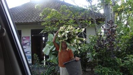 Mujer Batur