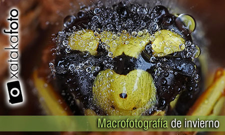 Macrofotografía de invierno