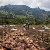 Un agricultor regaló 500 toneladas de papas para que no se pudrieran: su campo se volvió un punto para necesitados y oportunistas 