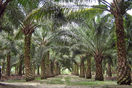 Biodiesel Aceite Palma3