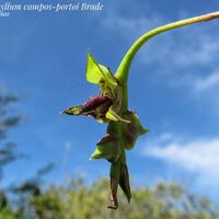 Estava escondida à vista de todos: a orquídea invisível que surpreendeu cientistas em litoral brasileiro inusitado 