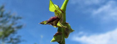 Estava escondida à vista de todos: a orquídea invisível que surpreendeu cientistas em litoral brasileiro inusitado 
