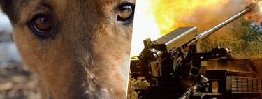 En Ucrania está ocurriendo un experimento sin precedentes: las bombas han convertido a los perros en otros animales