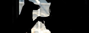 Alan Peiró, adiestrador canino: "Para saludar a un perro hay que poner siempre la mano por debajo del hocico y dejar que nos huela" 