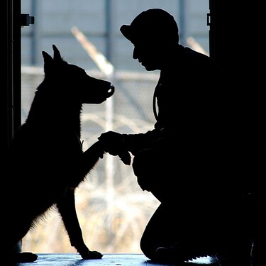 Alan Peiró, adiestrador canino: "Para saludar a un perro hay que poner siempre la mano por debajo del hocico y dejar que nos huela" 
