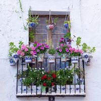 Tres plantas de verano con flores que se cuidan solas para llenar de color tu terraza o balcón