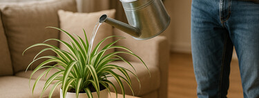 Cuándo y cómo regar la planta cinta para que luzca espectacular en invierno: el truco de los profesionales para saber cuándo hay que regarla  