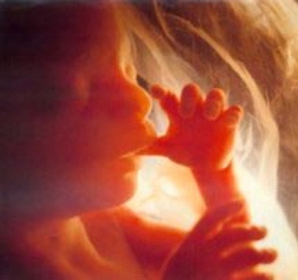 Una visión científica sobre el aborto (I)