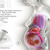 Así se desplazan los órganos de la madre en el embarazo para dejar lugar al bebé