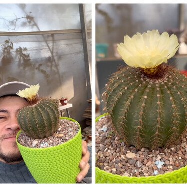 Un experto en jardinería explica la única cosa que hay que tener en cuenta para lograr que un cactus florezca