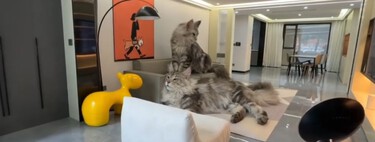 Construye una casa de lujo para sus gatos completamente equipada. Seguramente es mejor que la mayoría de casas en que has estado