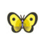 Colias Butterfly