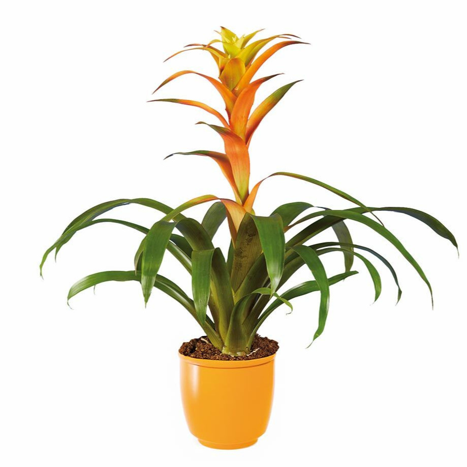 Guzmania
