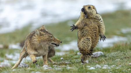 Estas son las espectaculares fotografías ganadoras del certamen de naturaleza Wildlife Photographer of the Year 2019