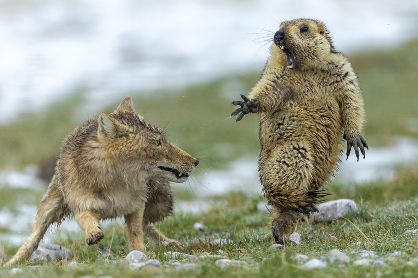 Ganadores Wildlife Photographer of the Year 2019 concurso fotografía ...