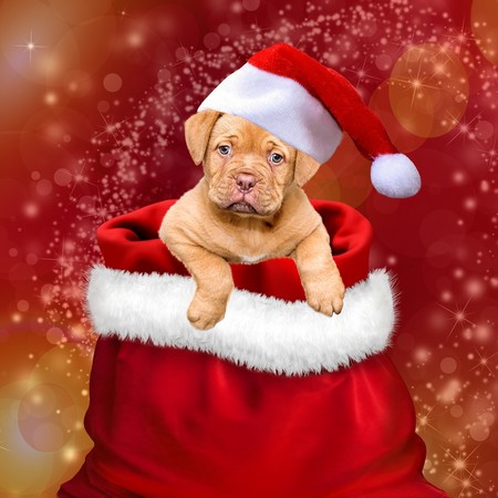 navidad cachorro