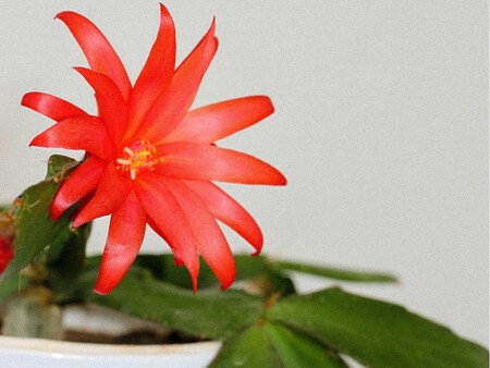 Copia De Plantilla 1200x900 13