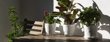 Hoy llega a Lidl la celosía para plantas trepadoras, ideal para tapar las paredes feas de tu terraza: cuesta menos de 7 euros 