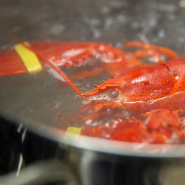 Reino Unido prohibirá por ley cocer vivas langostas, cangrejos, gambas y otros mariscos para reducir el sufrimiento animal