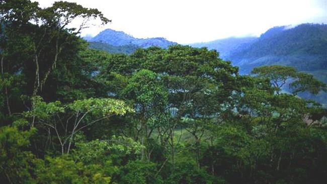 Bosque Indonesia