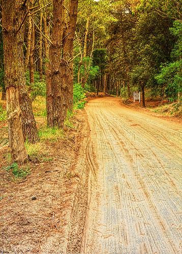 Bosque de Cariló