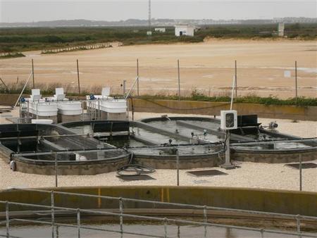 En Chiclana se desarrolla una planta para transformar aguas residuales en biocombustible de algas