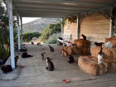 Trabaja en esta isla griega cuidando un santuario de gatos