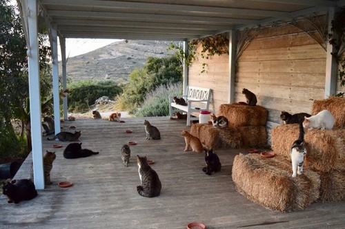 Trabaja en esta isla griega cuidando un santuario de gatos