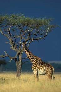 Masai Mara 2