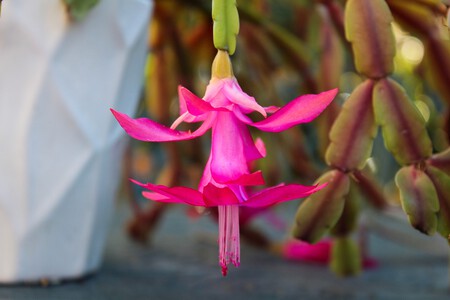 Flower 5457290 1280