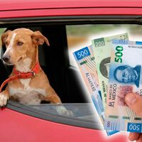 Multa de hasta 2,346 pesos por viajar con perros en el auto en México: esta es la única manera de hacerlo para evitar la multa 