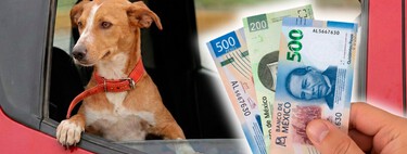 Multa de hasta 2,346 pesos por viajar con perros en el auto en México: esta es la única manera de hacerlo para evitar la multa 